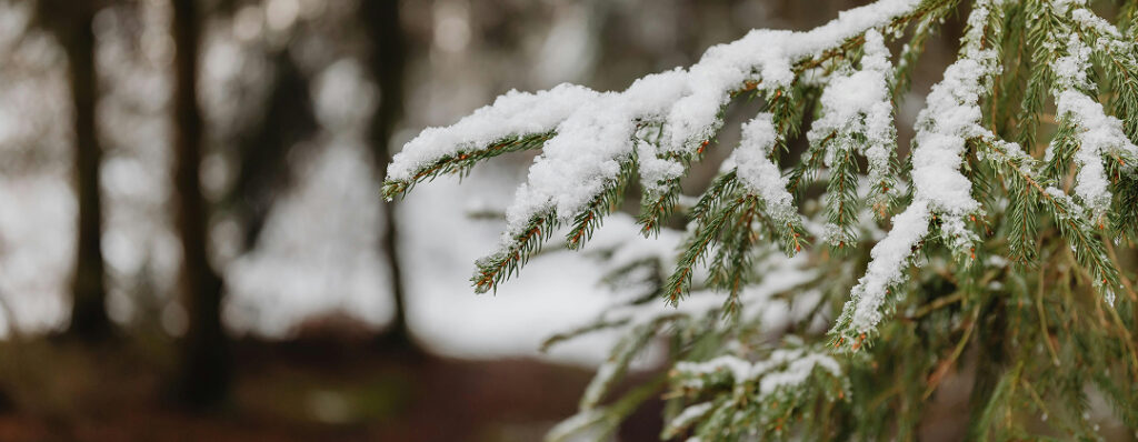 Новый год 2026